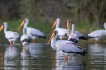 Yellow billed stork