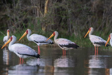 Yellow billed stork