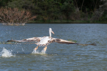 Fototapeta premium The flying pelican