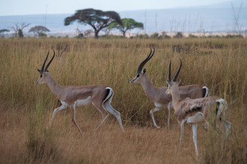 Thomson's gazelle ram