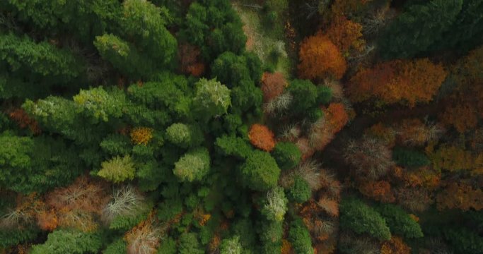 Drone flying forward above beautiful autumn forest. Aerial 4K flyover topview shot of  autumn treetops.
