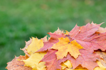 Autumn postcard with multicolored maple leaves in stack with green grassy background. Fall foliage decorative concept.