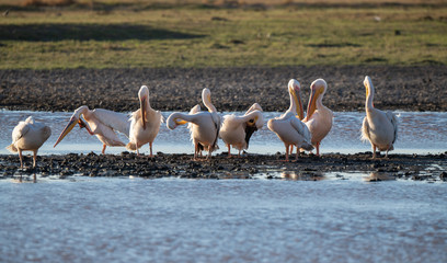 pelicans in a line