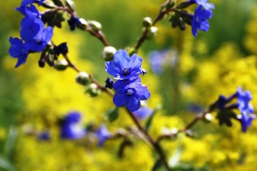 flowers on blue background