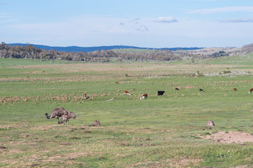 Emus walking and feeding in a field with cows