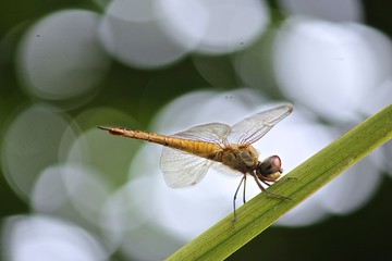 dragonfly on a leaf