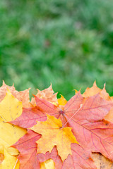 Autumn postcard with multicolored maple leaves in stack with green grassy background. Fall foliage decorative concept.