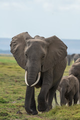 Fototapeta na wymiar walking elephants group