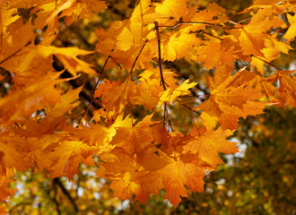 maple leaves on a tree