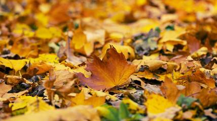 Fototapeta na wymiar Fallen maple leaves on the ground.