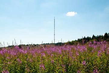 Weidenroechen in der Rhoen