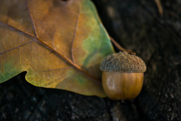 Acorn close-up on a wooden background. Acorn on a green-yellow sheet