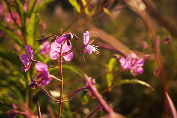 Fototapeta na wymiar Flowers willow-tea on the background of the field
