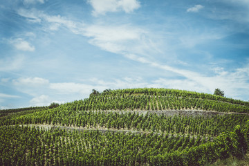 Fototapeta na wymiar Vignes dans la Drôme