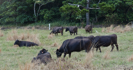 Fototapeta na wymiar Cow farm in ishigaki island
