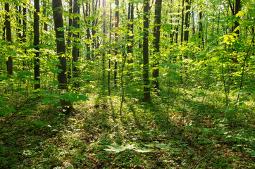 Sunlight in the green forest, spring time
