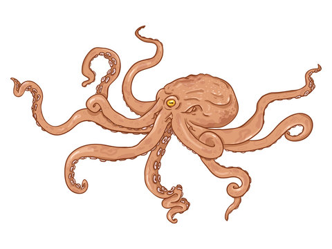 Vector Single Cartoon Illustration - Red Octopus. Wild Underwater Animal.