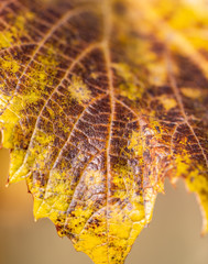 autumn leaf as background