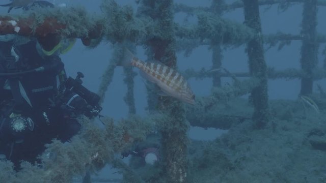 4 K - V-Log Comber and diver on wreck