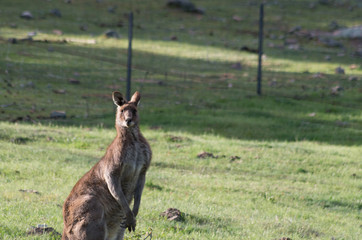Male Kangaroo in a field