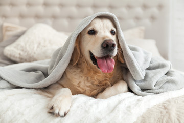 Happy smiling young golden retriever dog under light gray plaid. Pet warms under a blanket in cold winter weather. Pets friendly and care concept. - obrazy, fototapety, plakaty