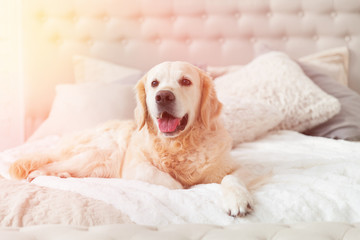 Obraz premium Golden retriever puppy dog in luxurious brightness classic style bedroom with king-size bed and bedside table. Pets friendly hotel or home room. Sunny day solar bright effect.