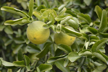Closeup Trifoliate orange or Poncirus trifoliata at fall garden