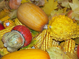 Pumpkin and corn on the background of autumn leaves.