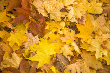 Naklejka na ściany i meble A beautiful autumn pattern of fallen maple tree leaves. Yellow leaves on ground. Riga, Latvia.