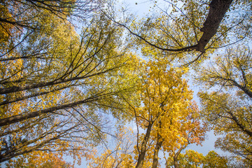 A beautiful autumn trees shot from street level against the sky. Beautiful fall patterns and colors in Riga, Latvia.
