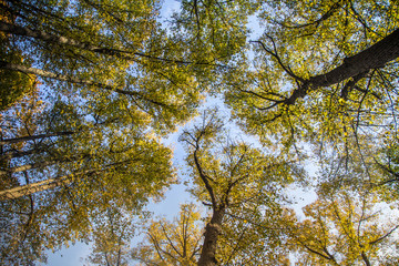 A beautiful autumn trees shot from street level against the sky. Beautiful fall patterns and colors in Riga, Latvia.