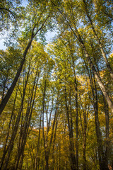 A beautiful autumn trees shot from street level against the sky. Beautiful fall patterns and colors in Riga, Latvia.