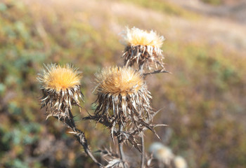 Prickly field plant similar to dandelion close up. Dried seed boxes