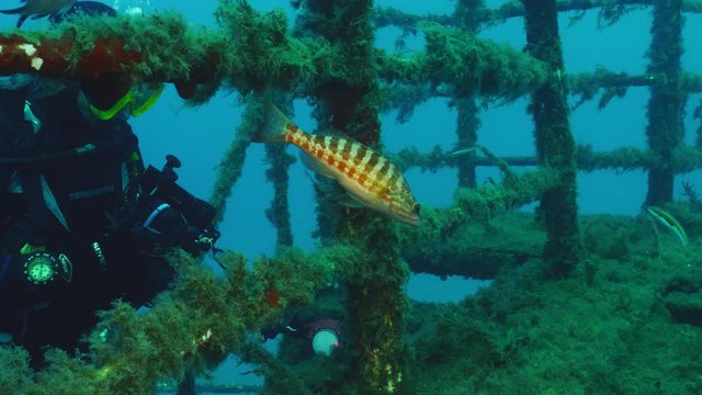4K Comber (Serranus cabrilla) and Diver on Wreck