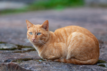 Retrato de gato anaranjado en la calle