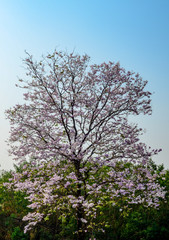 Nice Pink trumpet tree flower on tree