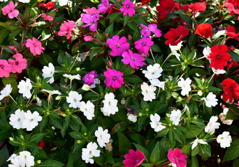 White, violet and red flowers in a bush with green leaves.  © JB