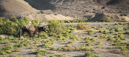 Cow grazes in the vast steppe