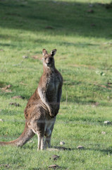 Male Kangaroo in a field