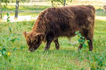 hairy scottish, dutch cow calf eating grass on a field