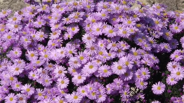 bee on aster in the nature