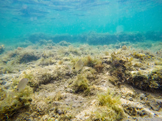Fototapeta na wymiar Sargos swimming in Alghero blue sea