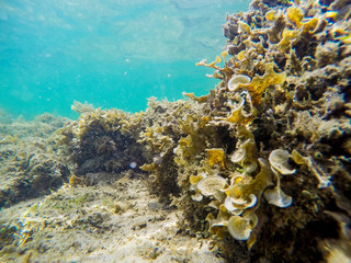 Fototapeta na wymiar Colorful seabed with seaweeds and sand in Alghero