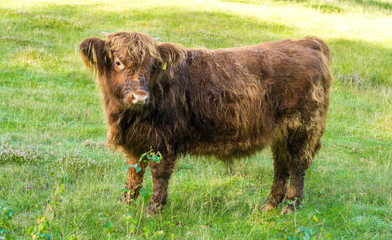 hairy scottish, dutch cow calf eating grass on a field