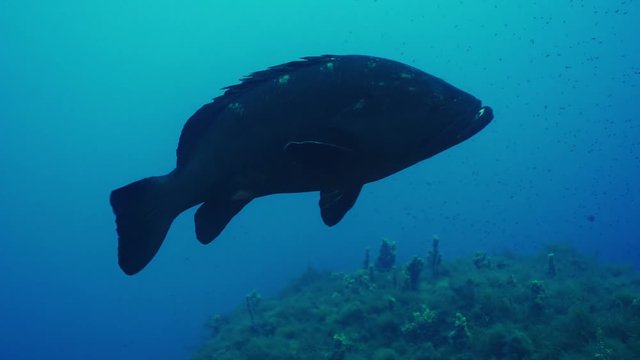 4K Swimming Dusky Grouper with Remora Attached