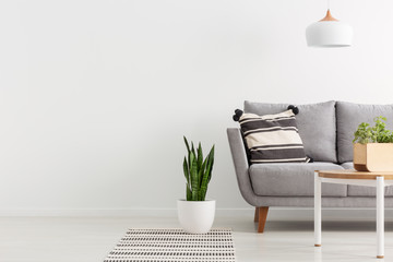 Plant on rug next to grey sofa in white living room interior with copy space on empty wall. Real...