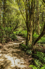  Great Otway National Park. Otway fly tree top walk.