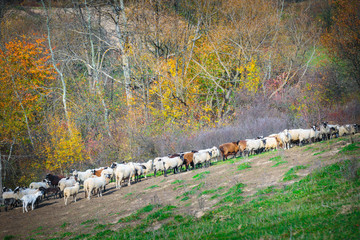 Herd of sheep of breed Suffolk and German merino are grazing on mountain pasture. Carpathians mountains at autumn in western Ukraine.