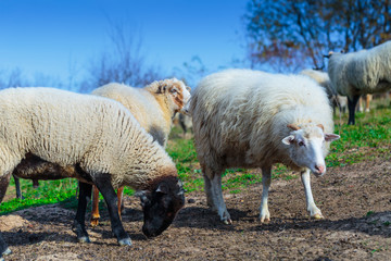 Obraz premium Herd of sheep of breed Suffolk and German merino are grazing on mountain pasture. Carpathians mountains at autumn in western Ukraine.