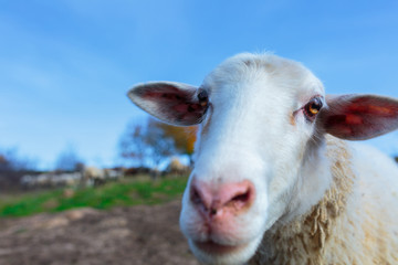 Obraz premium the muzzle of a white sheep